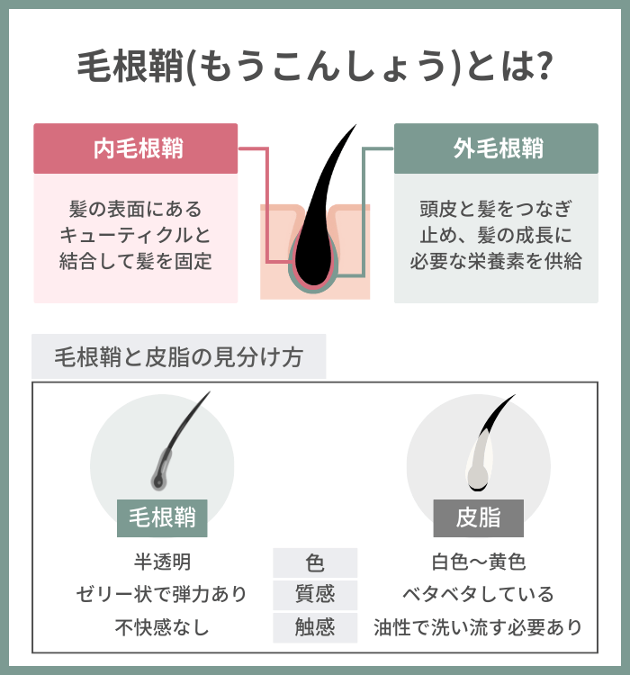 毛根鞘(もうこんしょう)とは?