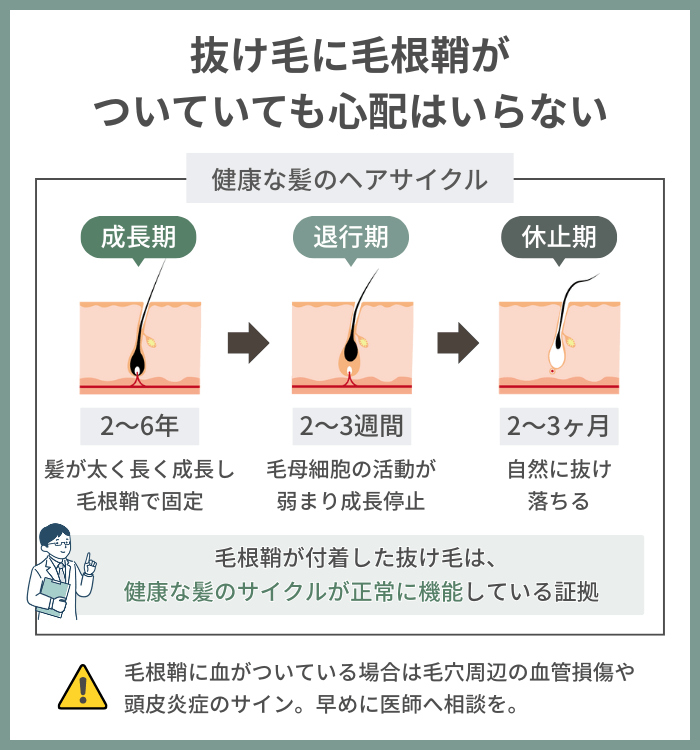抜け毛に毛根鞘がついていても心配はいらない
